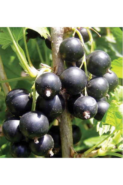 Грона ягід чорної смородини Око Дракона